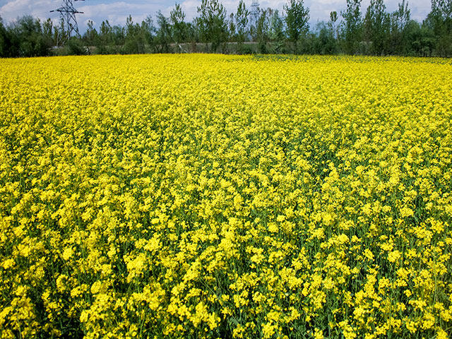 Crop-6