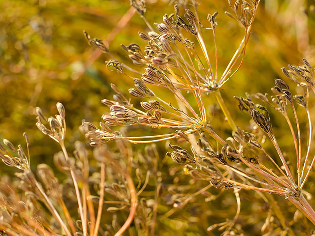 Cumin-plant