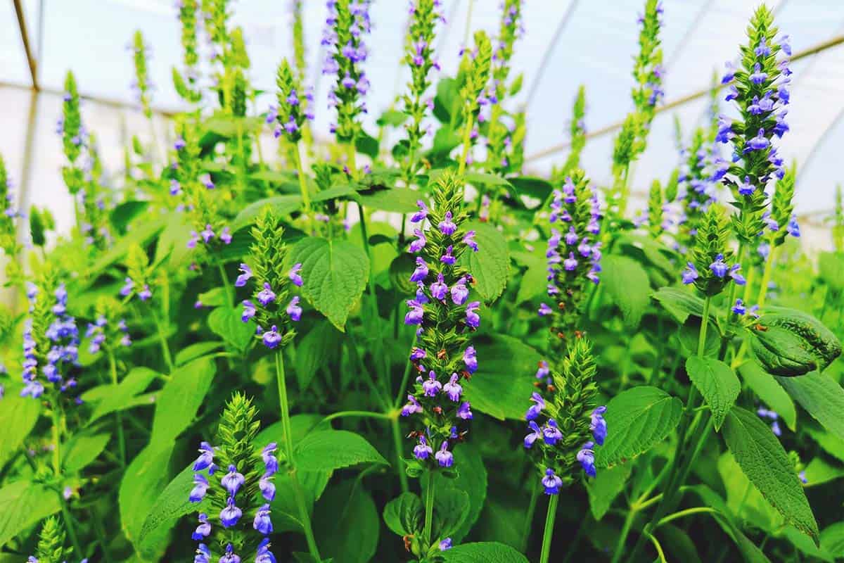 Growing-Chia-Planting-Guide-Care-Problems-and-Harvest-FI