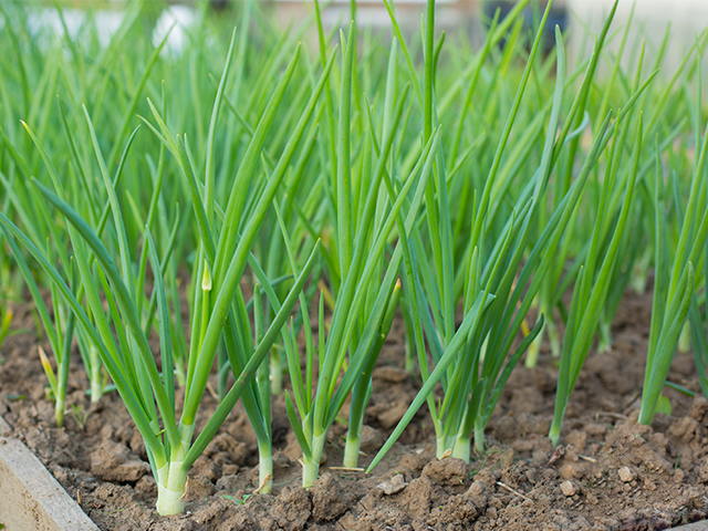 onion-1 (1)